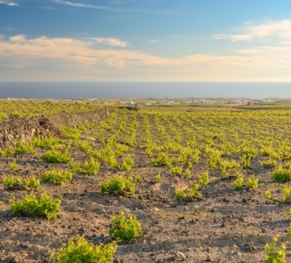 Santorini Vines