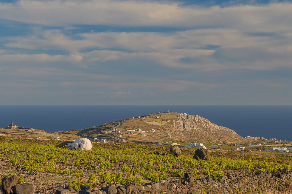 santorini-vines